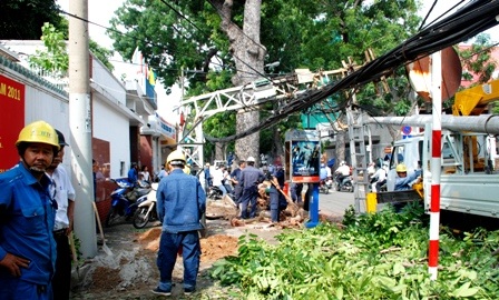 Cổ thụ bật gốc đè gãy cột điện - 1