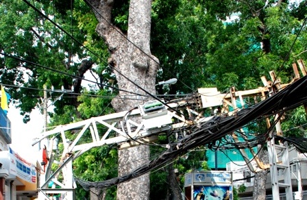 Cổ thụ bật gốc đè gãy cột điện - 2