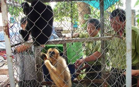 Giải cứu 4 con vượn đen má vàng quy hiếm - 1