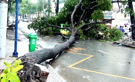 Hàng loạt cây xanh bị quật đổ sau cơn mưa - 1
