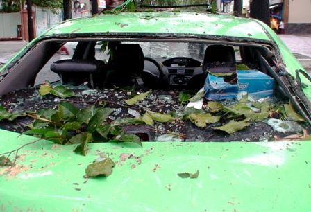 Hàng loạt cây xanh bị quật đổ sau cơn mưa - 3