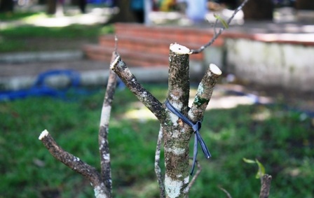 Khoảnh khắc cuối của chợ hoa Nhâm Thìn 2012 - 15