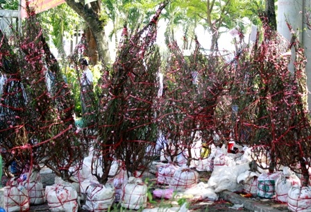 Khoảnh khắc cuối của chợ hoa Nhâm Thìn 2012 - 6