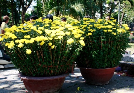 Khoảnh khắc cuối của chợ hoa Nhâm Thìn 2012 - 4