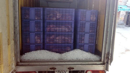 Xe tải chở đầy thịt heo “lậu” bị phát hiện