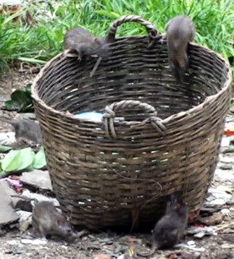 Chuột “đại náo” khu dân cư - 2 Chuột lộng hành giữa ban ngày