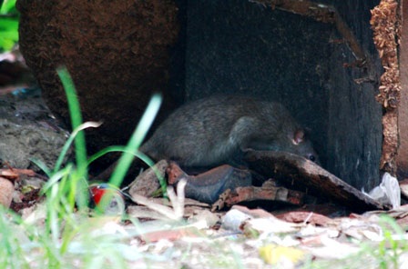 Một hang chuột khác nằm dưới gốc cây