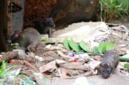 Chuột lộng hành giữa ban ngày