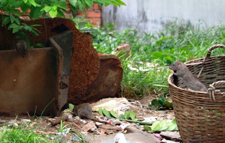 Kéo đàn ra kiếm ăn