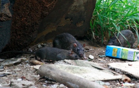 Kéo đàn ra kiếm ăn