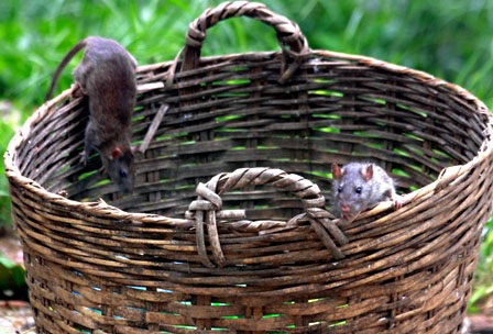 Các điểm tập kết rác sinh hoạt là nơi cung cấp thức ăn cho chuột