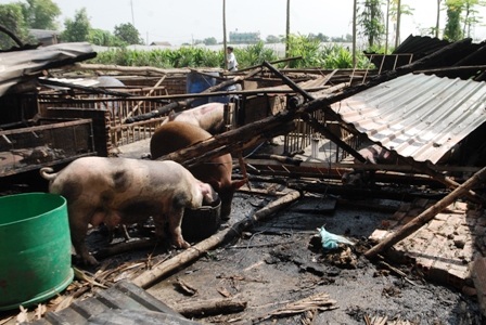 Những con heo may mắn thoát khỏi tử thần
