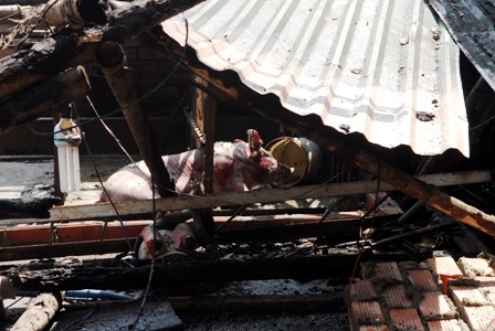 Những con heo may mắn thoát khỏi tử thần