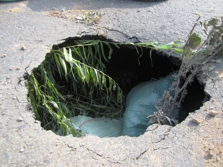 “Hố từ thần” có hàm ếch khá rộng