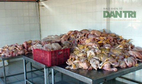 Phát hiện gần 1 tấn “thịt bẩn” trên xe khách - 1 Số thịt gà bốc mùi hôi thối bị thu giữ.