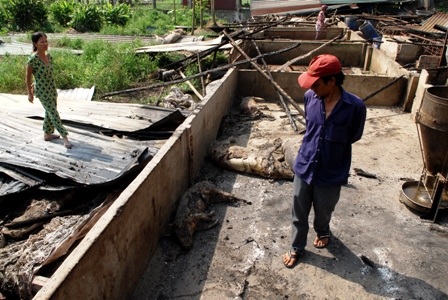 Heo bị chết trong đám cháy