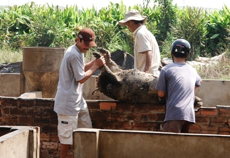 Heo bị chết trong đám cháy