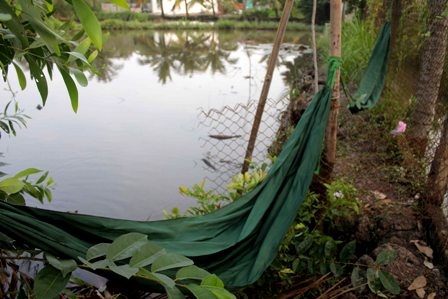 “Mắc võng” trên đê bao chống chọi với... nước - 1 Võng được mắc ngay trên bờ bao rạch Cầu Ông Ngữ