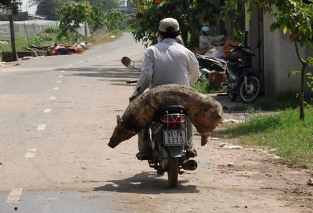 Heo chết cháy được bán giá rẻ.