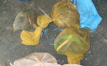 Số động vật hoang dã bị thu giữ