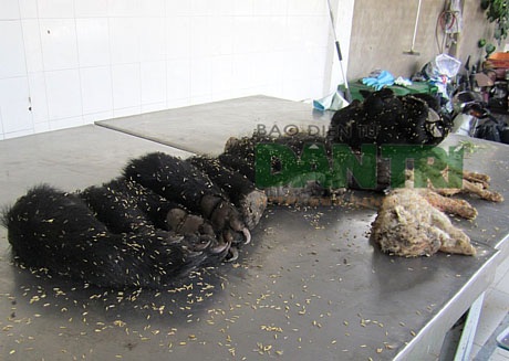 Phát hiện hổ con, gấu con đông lạnh trên xe khách - 1 Số động vật quý hiếm và tay gấu được phát hiện trên xe khách.