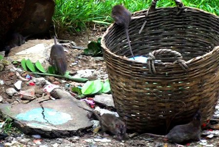 Hiểm họa từ “giặc” chuột mang mầm bệnh suy thận cấp - 1 Chu