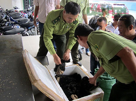 Phát hiện hổ con, gấu con đông lạnh trên xe khách - 7 Lực lượng chức năng khui một thùng hàng ra kiểm tra.