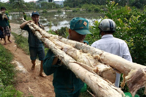 “Chạy lụt” giữa đêm vì đê bao bị vỡ - 7 Lực lượng dân phòng của 11 phường trên địa bàn quận 12 đã được huy động đến hộ đê