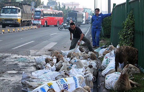 Số dê được bắt lại bỏ vào bao