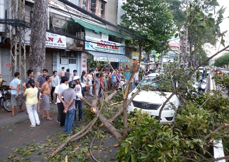 Hiện trường vụ cây cổ thụ rơi cành chiều 9/5