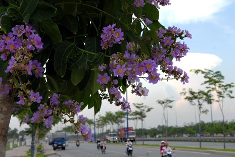 Chùm ảnh: Bằng lăng tím rực nở trên phố Sài Gòn - 3 Bằng lăng tím luôn nhắc chúng ta về những kỷ niệm, ký ức đã xa