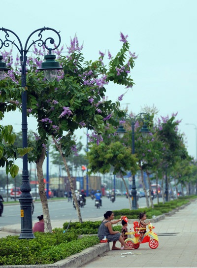 Chùm ảnh: Bằng lăng tím rực nở trên phố Sài Gòn - 2 Hoa bằng lăng làm nên khung cảnh thơ mộng giữa một thành phố hiện đại