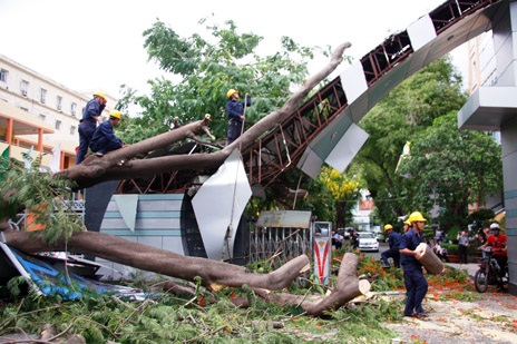 Hiện trường vụ cây cổ thụ bất gốc chiều 9/5