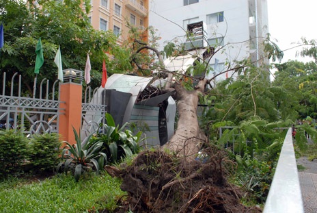 Hiện trường vụ cây cổ thụ bất gốc chiều 9/5