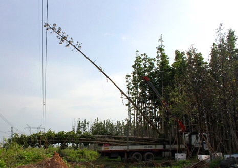 Tạm giữ 3 người liên quan vụ xe cẩu làm toàn miền Nam mất điện - 1 Hiện trường vụ ngọn cây dầu chạm vào đường dây diện 500KV làm 22 tỉnh thành mất điện vào chiều 22/5