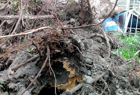 Gốc cây phượng mục nát