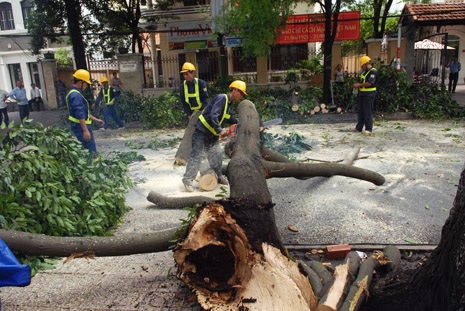 Nhân viên cây xanh xử lý hiện trường