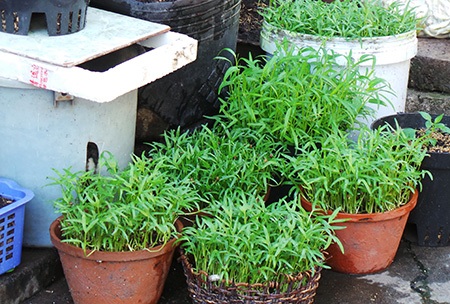 Sợ rau “bẩn” người dân tự trồng rau trên sân thượng - 4 Rau xanh được người dân trồng ngay trước cửa nhà