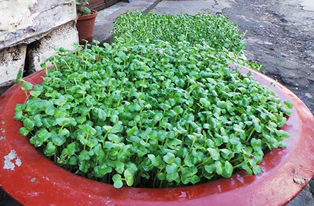 Sợ rau “bẩn” người dân tự trồng rau trên sân thượng - 7 Việc trồng rau sạch để tự phục vụ gia đình đang có xu hướng nở rộ tại TP.HCM