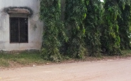 Đoạn đường xảy ra vụ ong vò vẽ tấn công người đi đường khiến 7 người thương vong