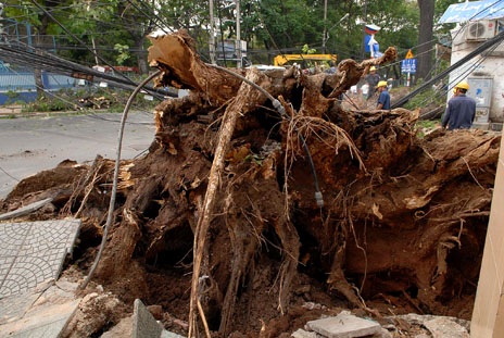 Cây cổ thụ bật gốc đè đổ 5 trụ điện, nhiều người hoảng loạn - 10 Gốc cây cổ thụ chỉ còn vài chiếc rễ mục