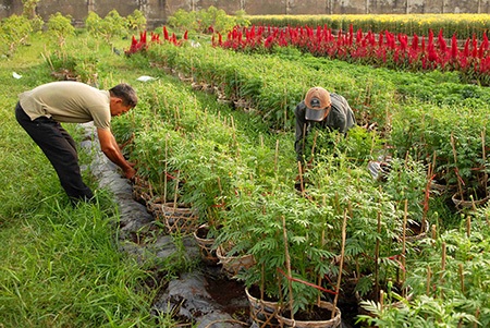 Người dân đang hối hả chăm sóc hoa để kịp đưa ra thị trường Tết