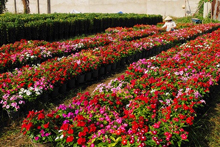 Chị Kiều đang chăm sóc vườn hoa của mình