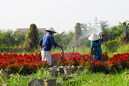 Người dân đang hối hả chăm sóc hoa để kịp đưa ra thị trường Tết