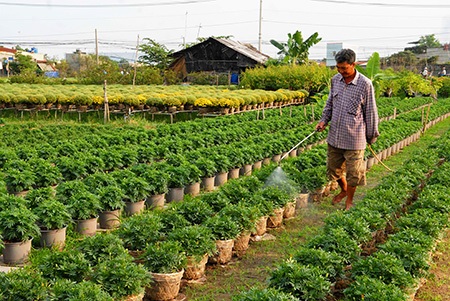 Người dân đang hối hả chăm sóc hoa để kịp đưa ra thị trường Tết