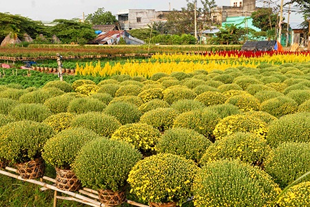 Những vườn hoa rực rỡ sắc xuân