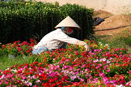 Người dân đang hối hả chăm sóc hoa để kịp đưa ra thị trường Tết