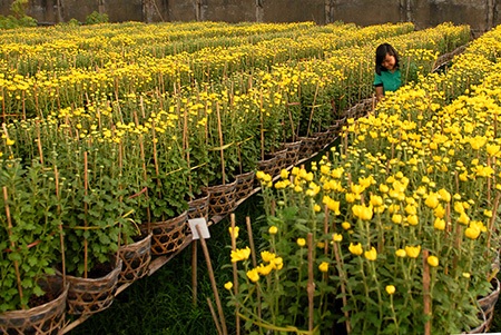 Thiếu nữ thích thú giữa sắc hoa