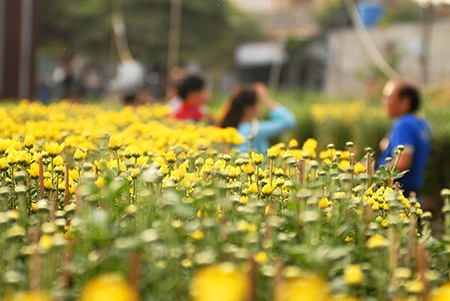 Theo các nhà vườn, thị trường hoa Tết năm nay sẽ phong phú, đa dạng