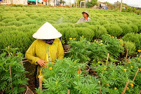Người dân đang hối hả chăm sóc hoa để kịp đưa ra thị trường Tết
